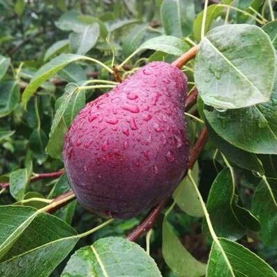 红考密斯梨树苗盆栽地栽南北方种植当年结果西洋梨苗嫁接红梨树苗