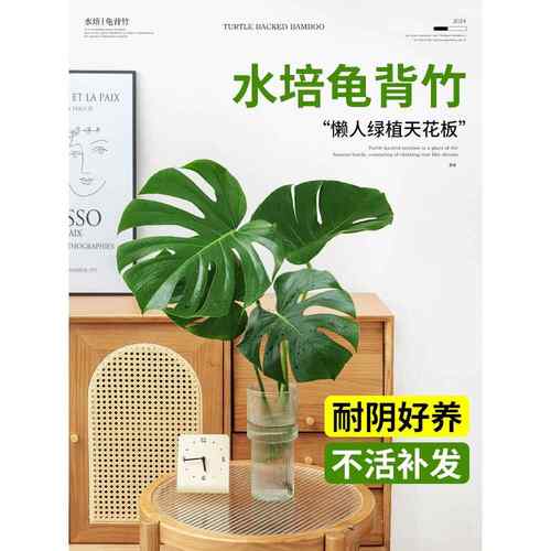 龟背竹水培植物盆栽大号老