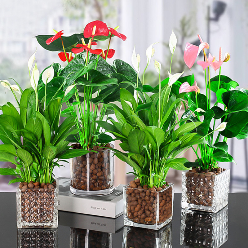 红掌白掌盆栽植物室内花卉易活水培一帆风顺大盆水养四季常青绿植