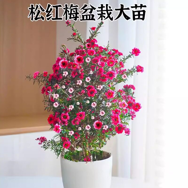 松红梅盆栽带花澳洲腊梅进口