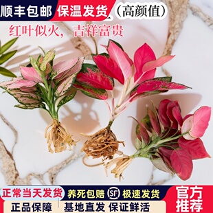 吉利红大苗中国红万年红彩叶室内水培植物四季好养绿植花卉