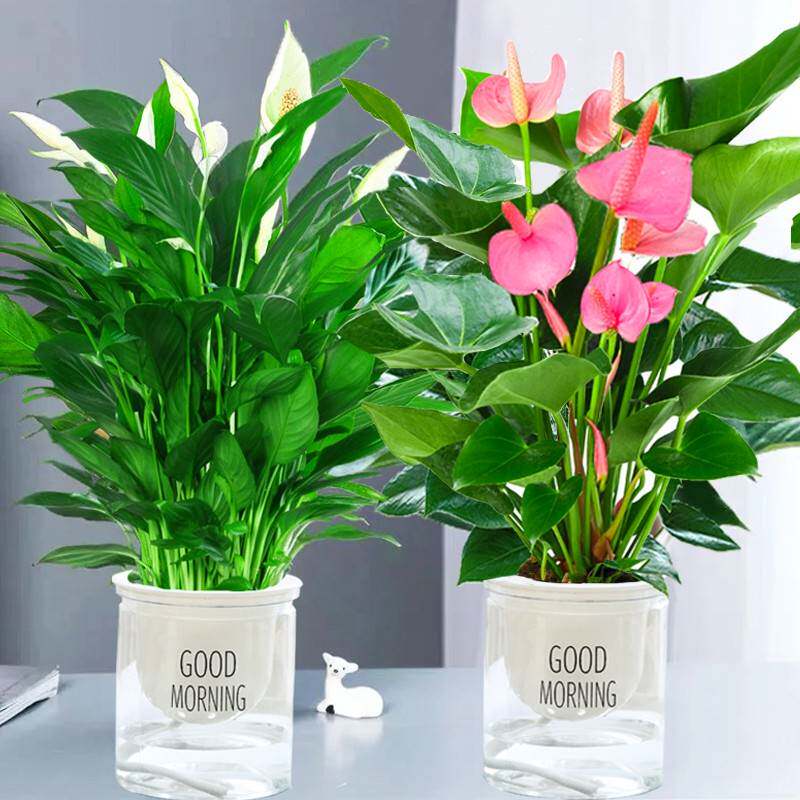 粉掌白掌盆栽植物室内花卉好养水培一帆风顺红掌水养四季常青绿植