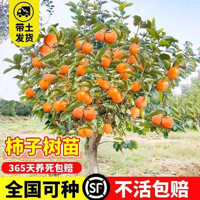 奶油无核柿子苗嫁接苗柿子树苗地栽日本甜柿磨盘柿树苗当年结果苗