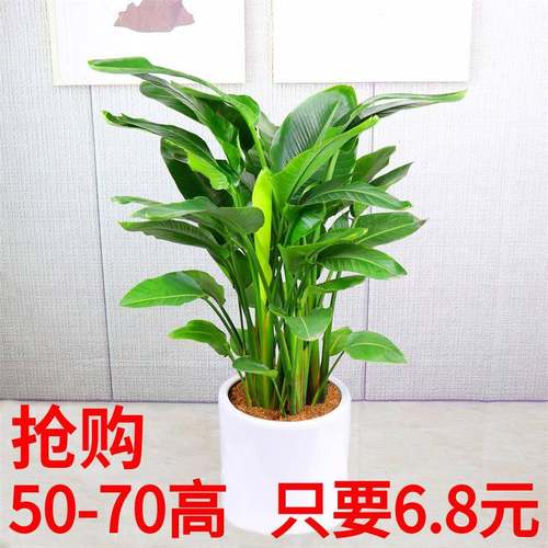 网红天堂鸟鹤望兰客厅