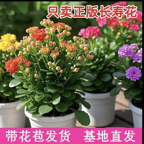 长寿花带花苞盆栽重瓣大花苗四季常开室内花卉绿植易养植物