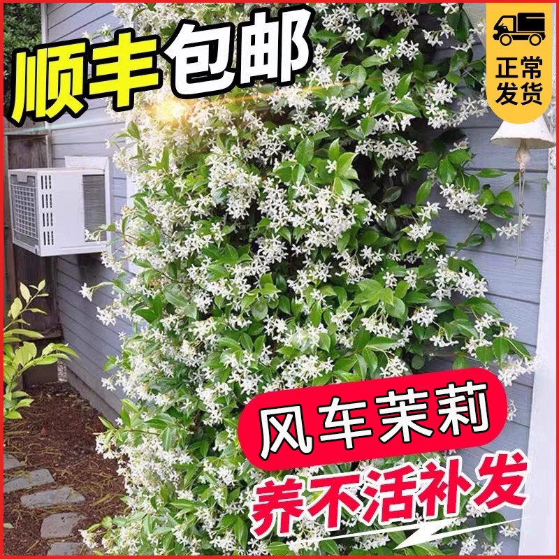 风车茉莉小苗不死爬藤植物耐寒四季常青庭院阳台种植花卉盆栽绿植