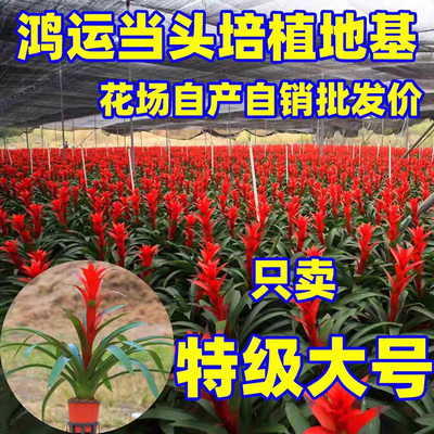 鸿运当头盆栽小红星开花室
