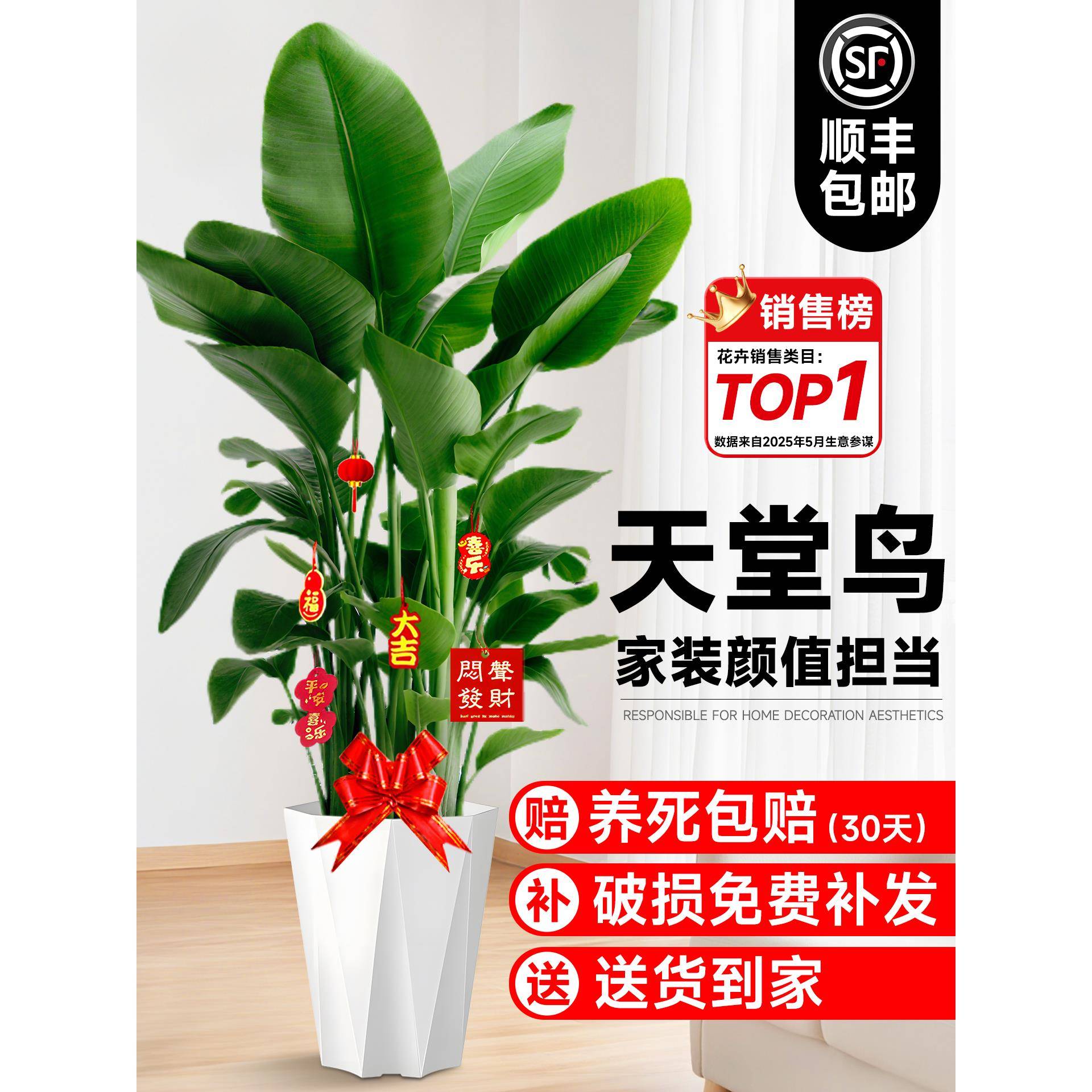 天堂鸟绿植室内客厅大型盆栽高级感鹤望兰办公室落地真树植物花卉