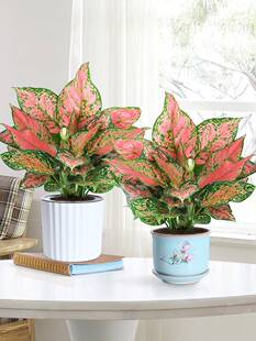 如意皇后花盆栽吉利红桌面植物室内绿植花卉好养四季玛丽安万年青