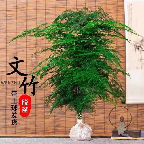 文竹盆栽办公室好养绿植特
