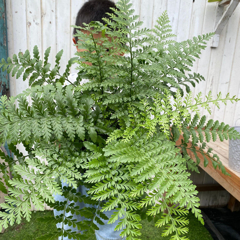 澳洲进口宝石蕨 吉姆蕨盆栽四季常绿植物客厅办公室净化空气耐阴