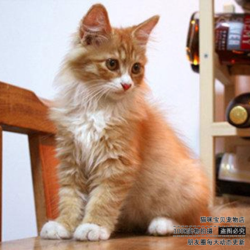 热卖中华田园猫黑猫白猫狸花猫橘猫幼崽家猫