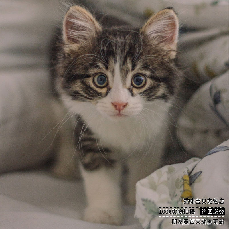 热卖中华狸花猫纯种橘猫田园猫黑猫纯白猫家