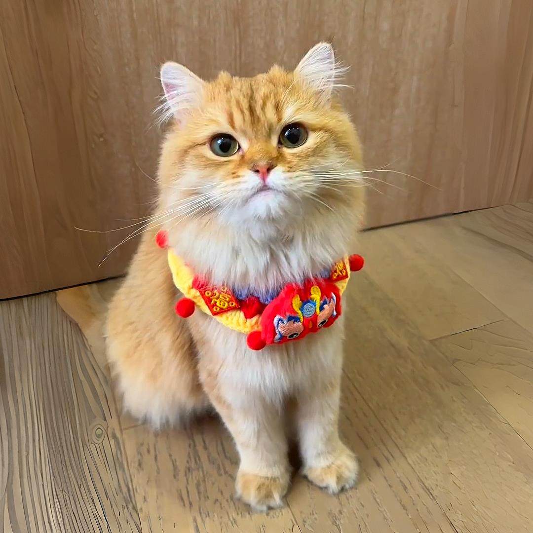 猫咪新年围脖项圈2026新款秋冬小猫狗狗围脖过年喜庆配饰宠物围巾,宠物/宠物食品及用品,围巾/口水巾,淘宝优惠券,粉丝福利购,淘宝优惠卷