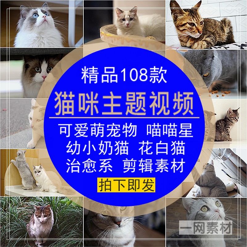 小猫咪主题短视频可爱治愈萌宠物喵喵星小奶幼花猫自媒体剪辑素材