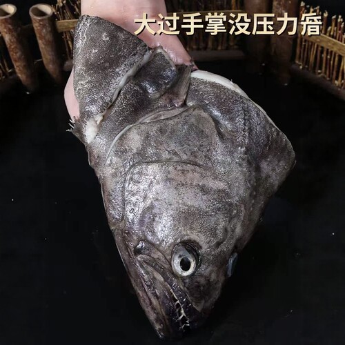 深海巨大鲽鱼头雅片鱼头【厂家单只zui大仅约4斤新鲜冷冻碟鱼头