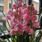 兰花苗大花蕙兰原盆带花苞大苗办公室绿植庭院室内室外虎头兰惠兰