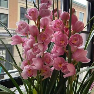 兰花苗大花蕙兰原盆带花苞大苗办公室绿植庭院室内室外虎头兰惠兰