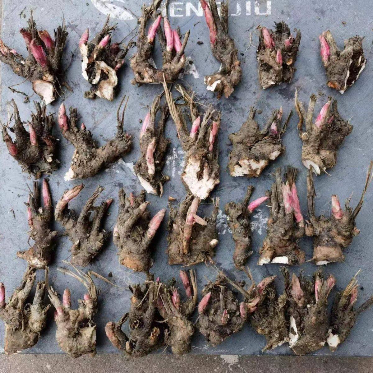 高产药用白芍种苗种根青羊参正宗耐高温根块鲜活分株南北方种植