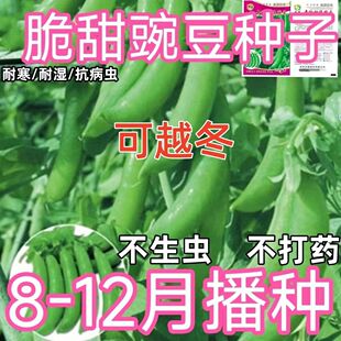 正宗甜脆豌豆种子甜豆种子水果碗豆9号荷兰豆耐寒秋冬季蔬菜种子