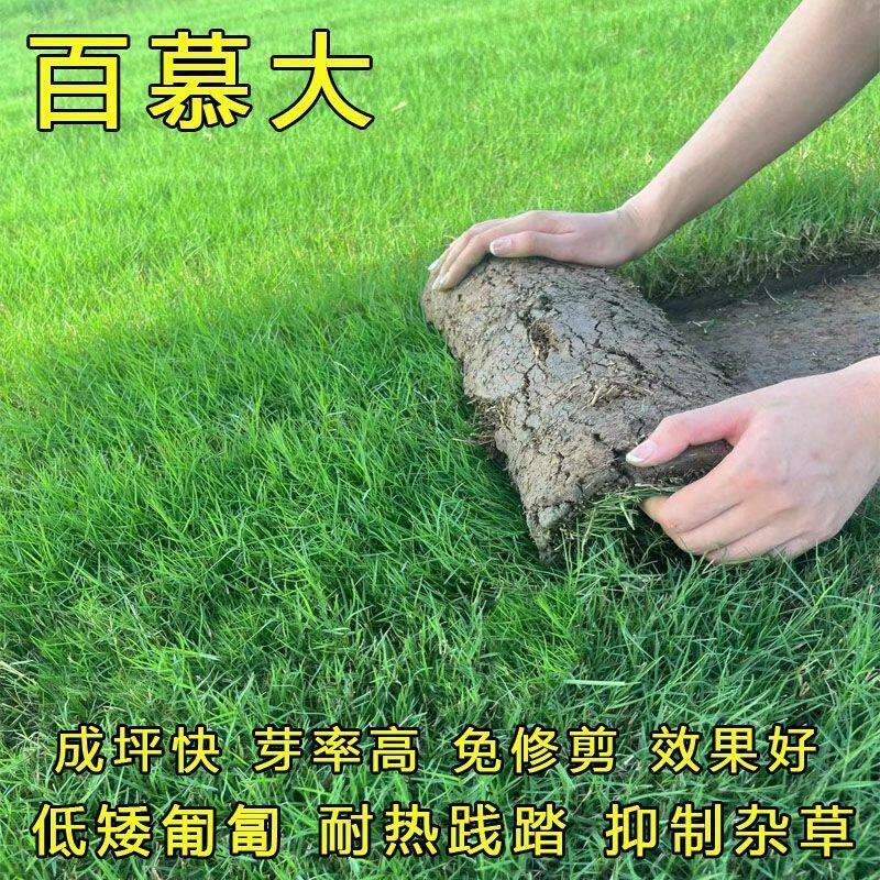 矮生百慕大草种籽四季常青耐践踏工程绿化草坪种子足球场草皮草籽
