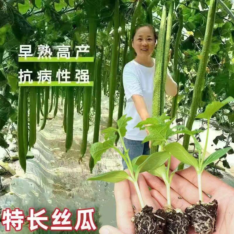 特长丝瓜苗高果率节节有瓜长香丝瓜带土阳台肉丝瓜庭院爬藤蔬菜苗