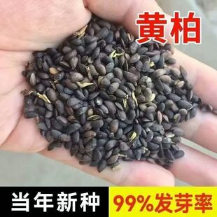 厚皮黄柏种子中药材黄柏树超厚川黄柏籽剥皮关黄柏刺黄柏树