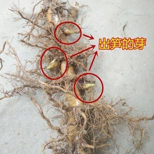 大型楠竹根食用竹笋竹苗