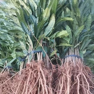 杨梅实生苗大苗100棵野杨梅苗砧木杨梅树苗杨梅直生苗小苗