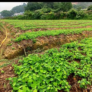 露天粉防己苗江西粉防己苗土木香种苗大苗新鲜种植包邮