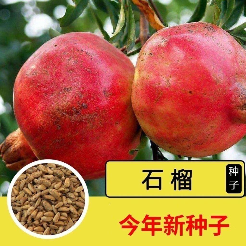 石榴种子石榴树种子果树种子红皮石榴种籽石榴树树苗石榴花盆栽