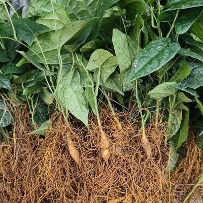 新一代驯化苗地苦胆苗金