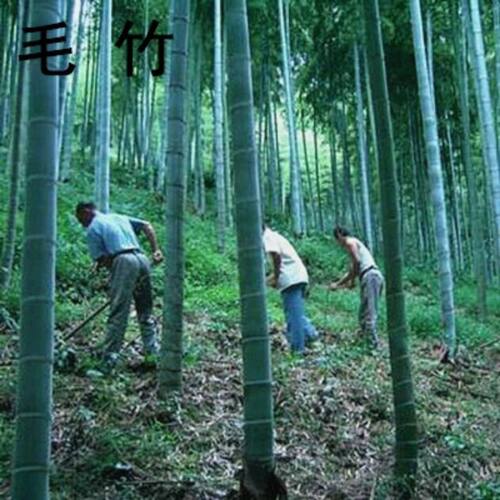 大型楠竹种根种苗食用竹