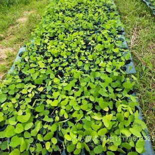 粉防己种子千金藤汉防已中药材地苦胆金线吊葫芦土木香草本植物籽