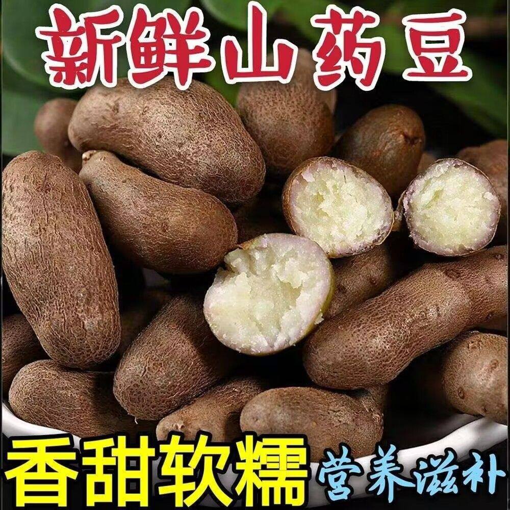 怀山药蛋淮山药种苗山药嘴子发芽的山药豆育苗盆栽
