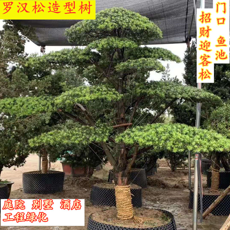 罗汉松造型树工程绿化别墅庭院地栽盆景大型迎客松苗