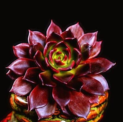 进口多肉种子生石花多肉植物种子肉肉籽室内盆栽桌面花卉四季成活