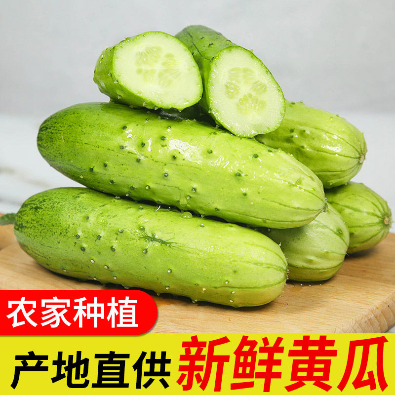 包邮特产当季山东旱黄瓜小黄瓜整箱批发新鲜黄瓜生吃脆嫩爽口
