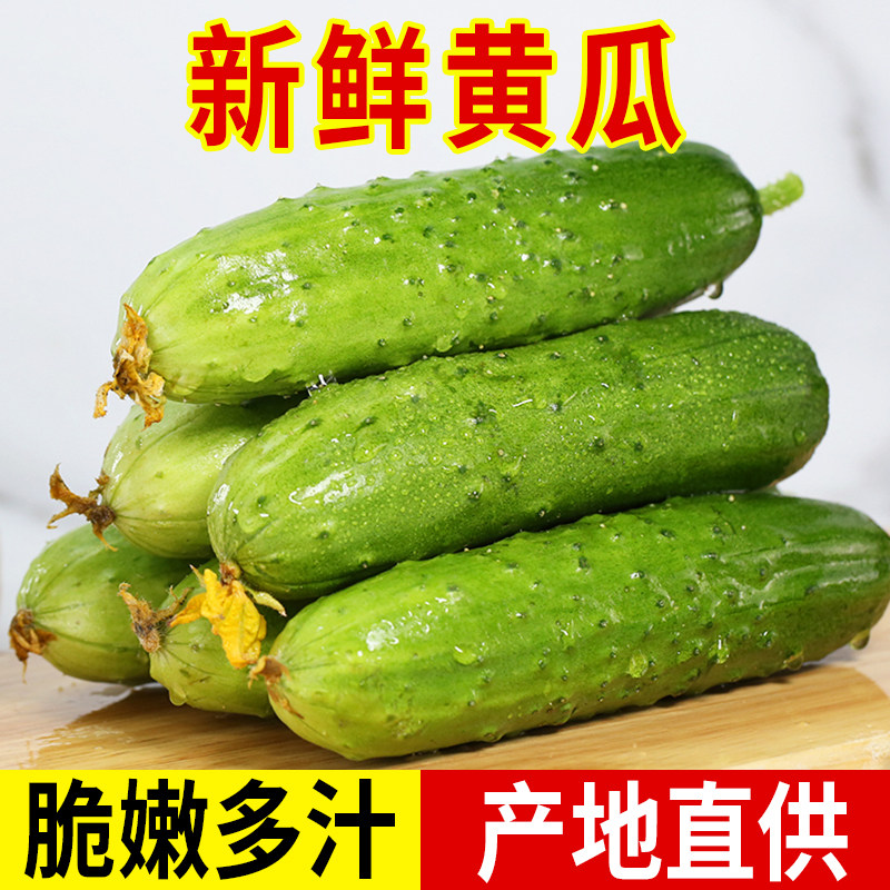 新鲜黄瓜山东特产旱黄瓜小青瓜农家当季生吃蔬菜包邮