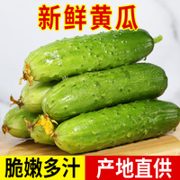 山東農(nóng)家當(dāng)季包郵旱黃瓜