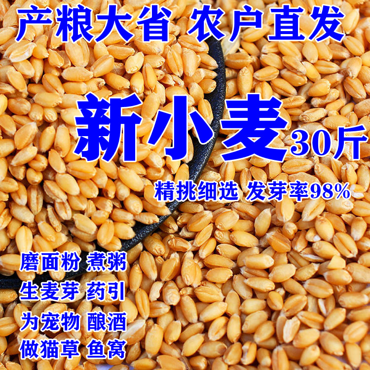 2023年新小麦粒草苗种子食用特色米/面粉/杂粮
