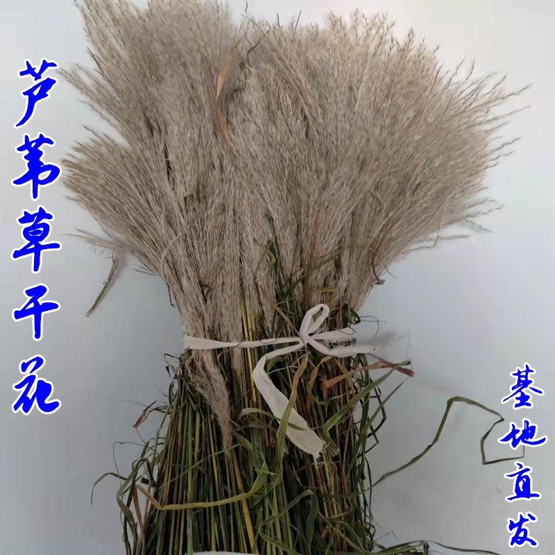 天然真花新款芦苇永生花束橱窗装饰摆件麦穗干花婚庆包邮拂尘花