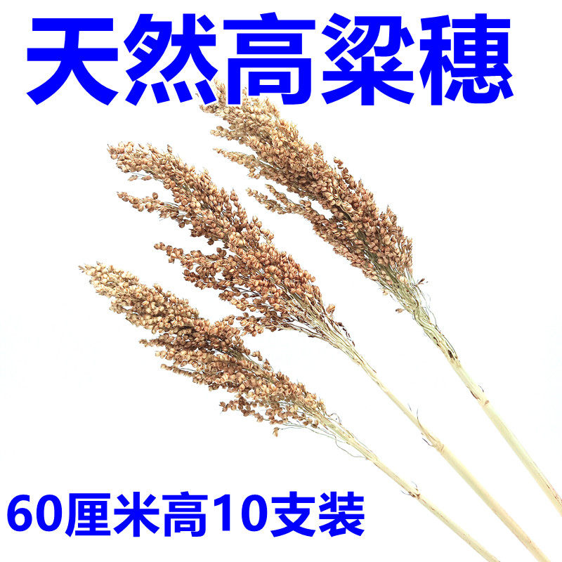 纯天然复古艺术拍摄道具红高粱