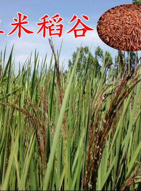 红米稻种红米水稻种子洋县高产红籼米种子红色大米斤新稻谷种子