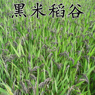 2022年黑米谷种水稻高产种子陕西黑米谷种黑稻谷种500g黑糯米种子