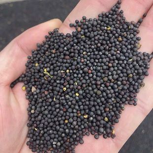 2022菜籽鸟饲料鹦鹉芙蓉鸟玉雀鸟文鸟金丝雀鸟食鸽粮2斤农家自种