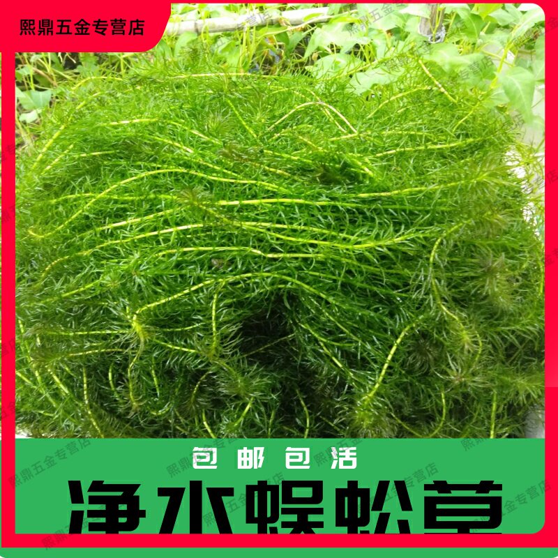 懒人水草入门级增氧淡水四季鱼缸里的绿植水养植物净水植物蜈蚣 熙鼎五金专营店 淘优券