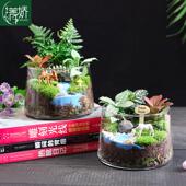 菁娇 桌面生态苔藓摆件盆景 锥形瓶创意鲜活苔藓微景观diy材料