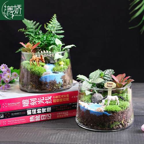 菁娇苔藓微景观桌面盆景好养