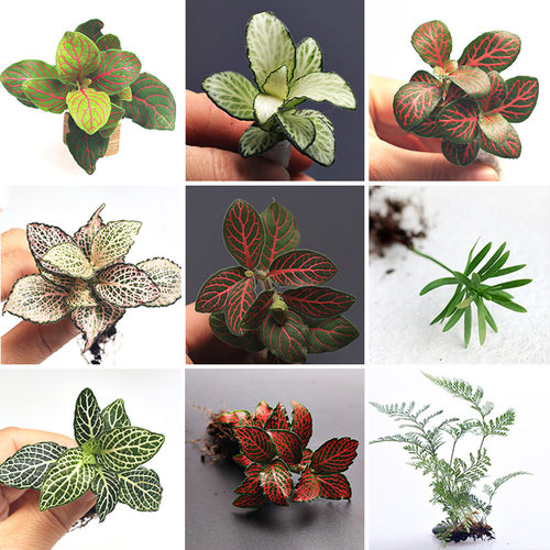 热销迷你鲜活绿植物diy网纹草